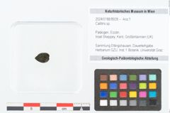 Foto (Objekt + Etikett) von Callitris sp. (NHMW-GEO-2024-0188-8928)
